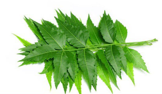 Neem